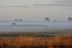 D.D.-02-Ree-in-Landschap