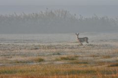 D.D.-03-Ree-