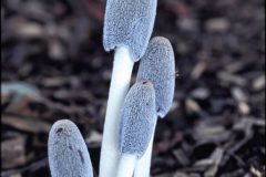 HVB_paddestoelen