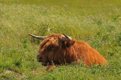 HVX-1-DSC_74479-Schotse-Hooglander