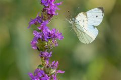 MAH_02_Klein-geaderd-witje_1002985_NiB-Nov-2022