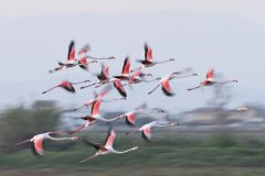gera-nov-flamingo