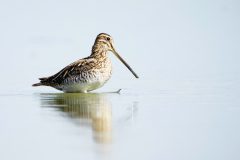 Gvm-2-Watersnip-DSC04300