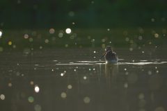 Gvm-3-watersnip-DSC05238