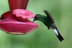 Kees-vd-Lee-White-necked-Jacobin-Minca