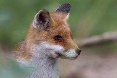 Rene-Steenbakkers_Natuur-in-Beeld_27