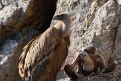 Rene-Steenbakkers_Natuur-in-Beeld_28