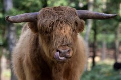 Rene-Steenbakkers_Natuur-in-Beeld_29