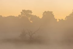 RvanEerd-NiB-ClubAvond-01-Tree-silhouet-in-morning-fog-RvanEerd-20190914-070739-Canon-EOS-R-_MG_5003