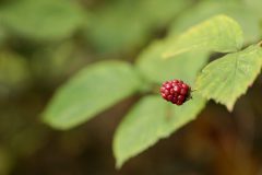 RvanEerd-NiB-ClubAvond-03-Little-red-blackberry-in-the-green-RvanEerd-20190922-091731-Canon-EOS-R-_MG_5095