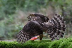 ToVi-7696.JPG-NIB