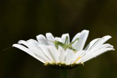 Gera-sprinkhaan-in-margriet