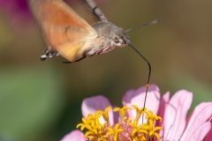 Gidi-Kolibrievlinder