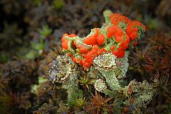 HVX1-DSC_75105c-Rood-bekermos