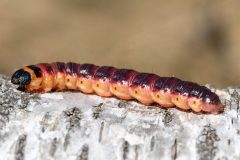 MAH_01_Rups_Wilgenhoutvlinder_9151000-_NiB-Okt-2022