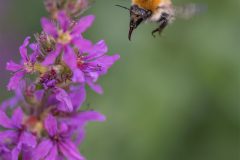 MAH_03_Akkerhommel_1001639_DdN-2022