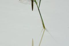 gera-libelle-spiegel