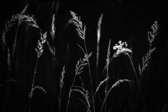 gertjan-3-_MG_2756
