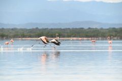 CvdL-American-flamingo-Camarones-23-08-23