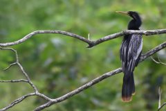 CvdL-Anhinga-Monteria-01-09-23