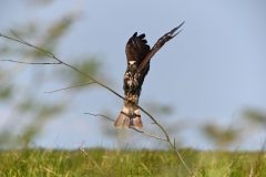 CvdL-jonge-visarend-Ayapel-27-08-23