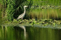 Leo-Reiger2