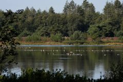 Leo-vressels-bos2