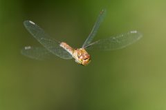 MAH_03_Heidelibel_1034259_NiB_2023
