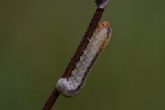 Mart-larf-van-een-bladwesp-mas-DSC-v-_3634