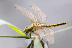 Rene-Steenbakkers_Natuur-in-Beeld_24