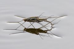 Rene-Steenbakkers_Natuur-in-Beeld_25