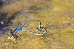 Rene-Steenbakkers_Natuur-in-Beeld_26