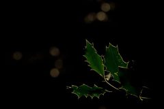 Hulst in tegenlicht