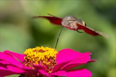 Gidi-colibrievlinder3