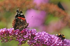 HVX1-Atalanta-DSC_76506c