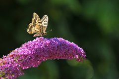 HVX3-Koninginnepage-DSC_76477c