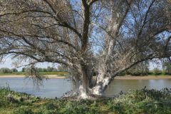 Gerry1-boom-Spinselmot-DSC07818