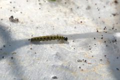 Gerry2-rups-spinselmot-DSC07847