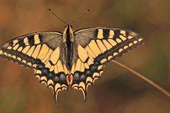 HVX1-Koninginnenpage