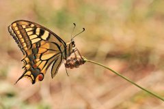 HVX2-Koninginnenpage