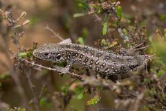 MAH_01_Zandhagedis_1026079_NiB_2023_