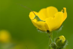 MAH_02_Nimf_Grote-groene-Sabelsprinkhaan_1025944_NiB_2023