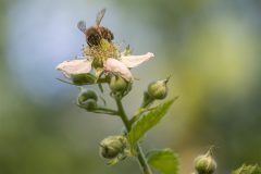 MAH_03_Honingbij_1027750_NiB_2023