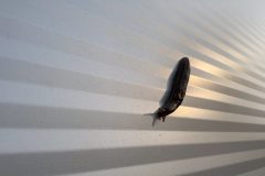 Naaktslak op bedrijfspand