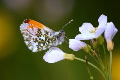 jan-albert-hellings-2023-09-01-07-oranjetipje