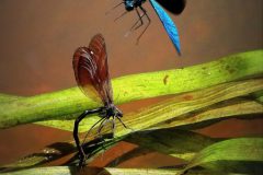 jan-albert-hellings-2023-09-01-08-bosbeekjuffers