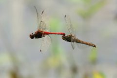 jan-albert-hellings-2023-09-01-09-tandem-bloedrode-heidelibel