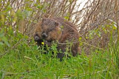 Henk Vennix - Bever