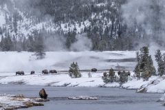 Hans van de Griend - Bisons Yellowstone