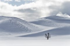 Hans van de Griend - Eenzame Boom Yellowstone